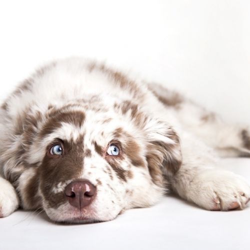 The studio portrait of the puppy dog Australian Shepherd lying on the white background, looking at the copy space