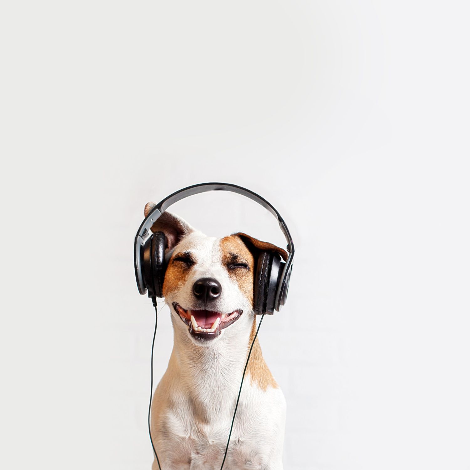 Dog in headphones listening to music. Happy pet