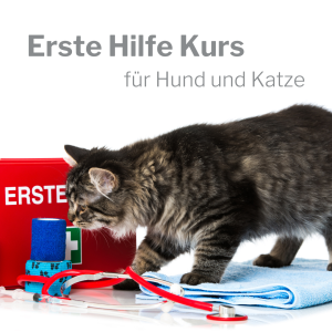 Erste Hilfe Kurs Hund Katze