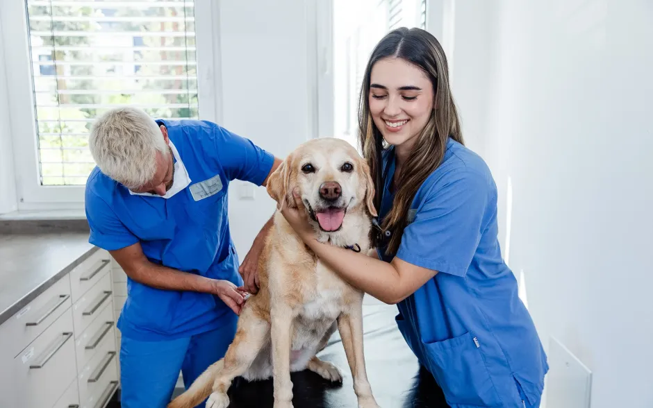 Stellenangebot Tierklinik München