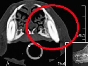 zahnheilkunde-tumor