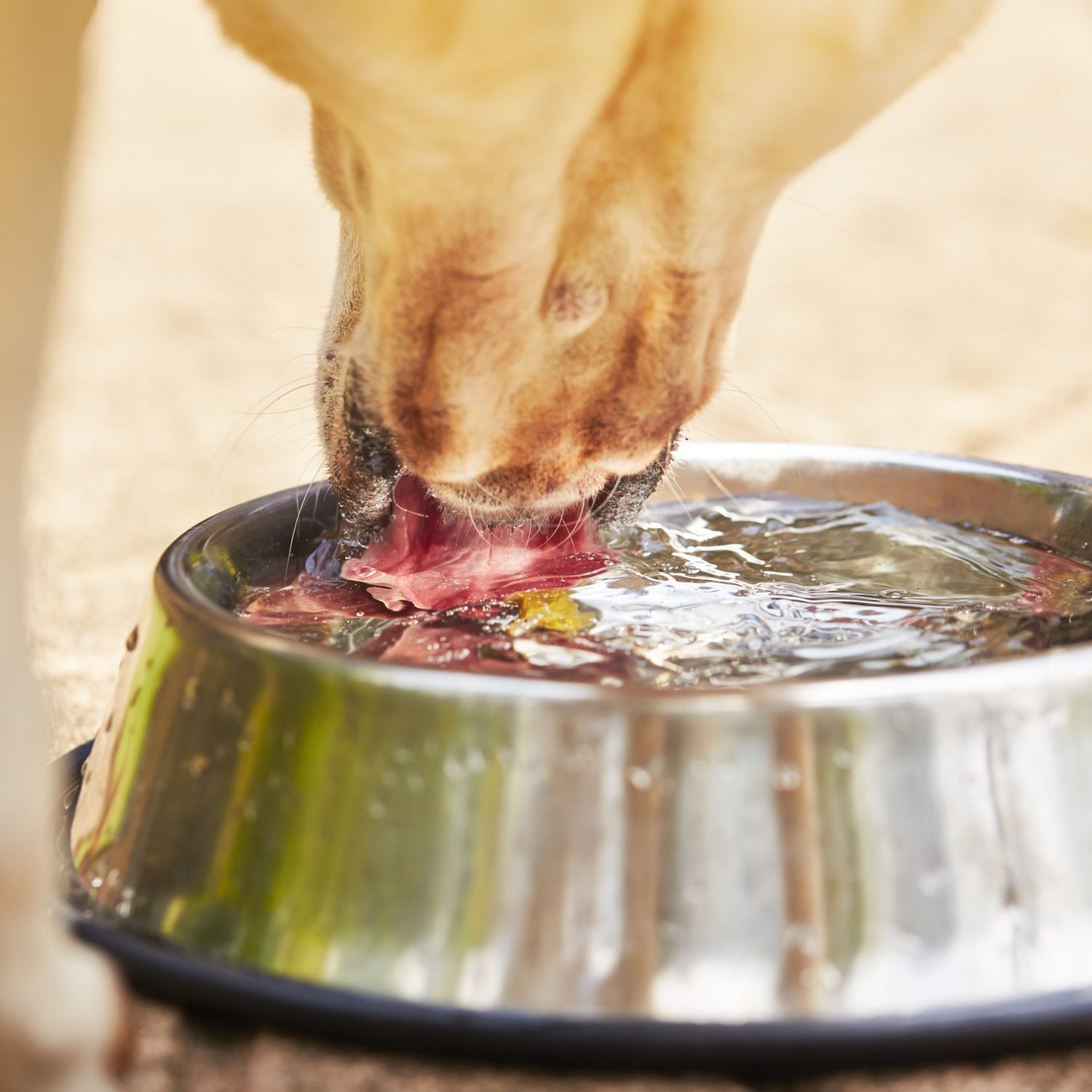 Thirsty yellow labrador retriever is drinking water from bowl.