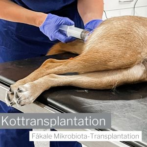 Kottransplantation