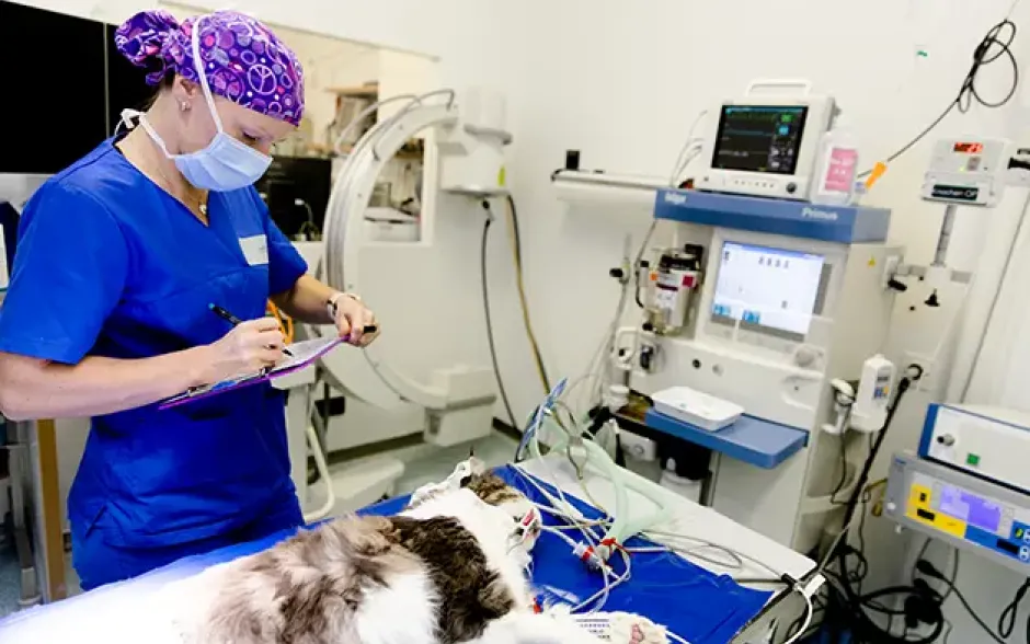 tierklinik-muenchen-weiterbildung-fta-anaestesie