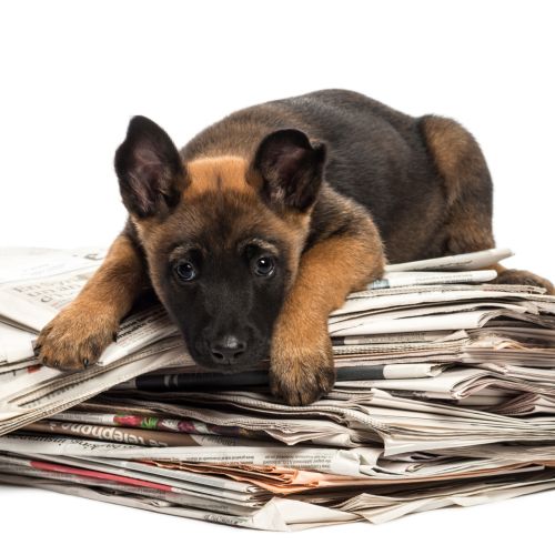 Belgian Shepherd lying on a pile of newspaper, portrait against white background