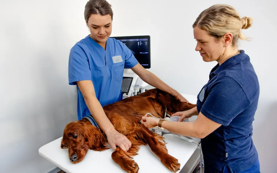 Stellenangebot Tierklinik München