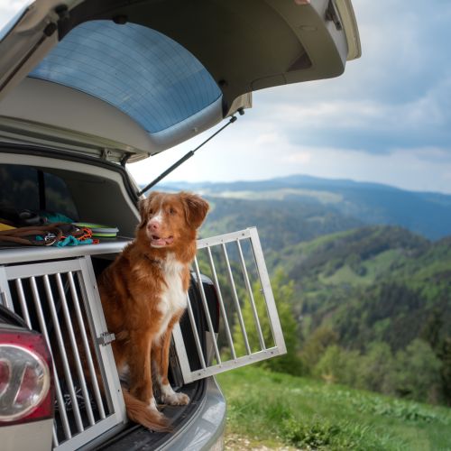 Autoreisen mit dem Hund