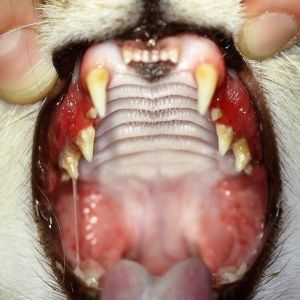 entzuendungen-bei-gingivostomatitis