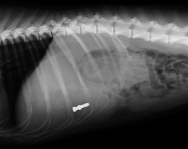 Fremdkörper im Magen eines Hundes (Schraube)