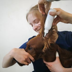 tierklinik-oberhaching-ohrenmedikament