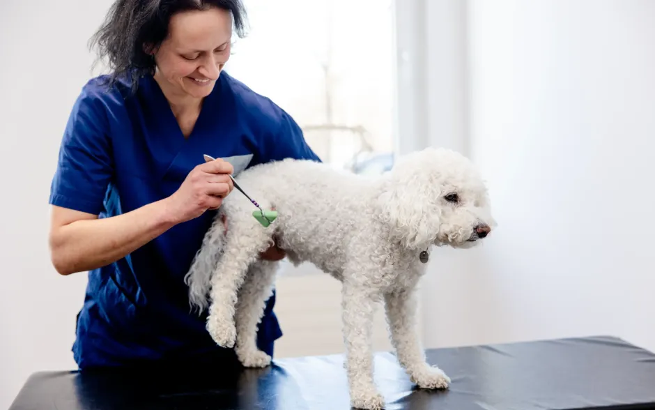 Stellenangebot Tierklinik München