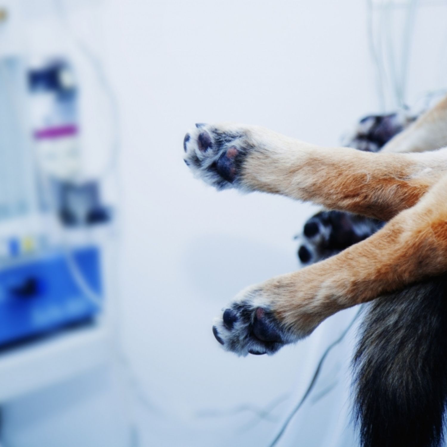 The dog waiting to receive a surgery at the animal clinic. (Medicine, canine, operation, health concept)