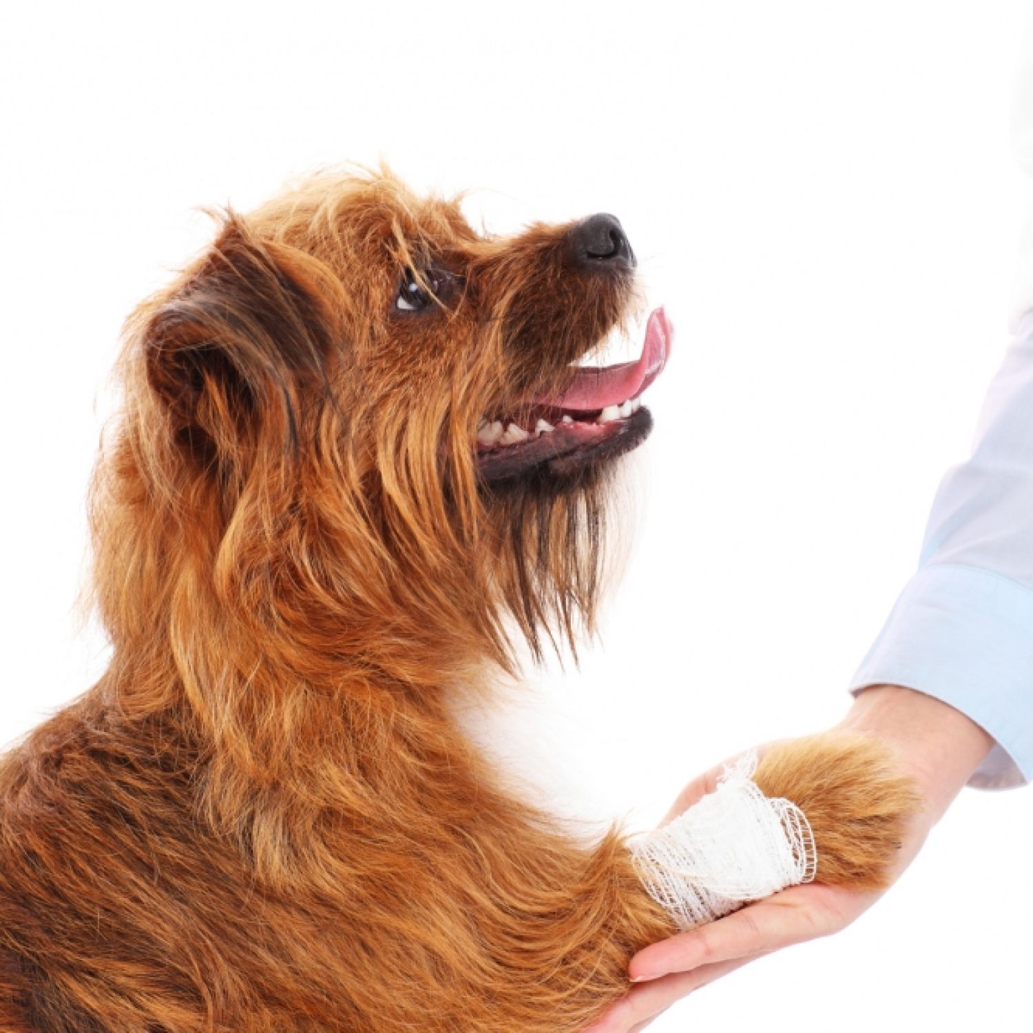 A picture of a dog with hurt paw giving thanks to the vet