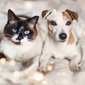 Silvetser-Tipps-fuer-Hunde-und-Katzen