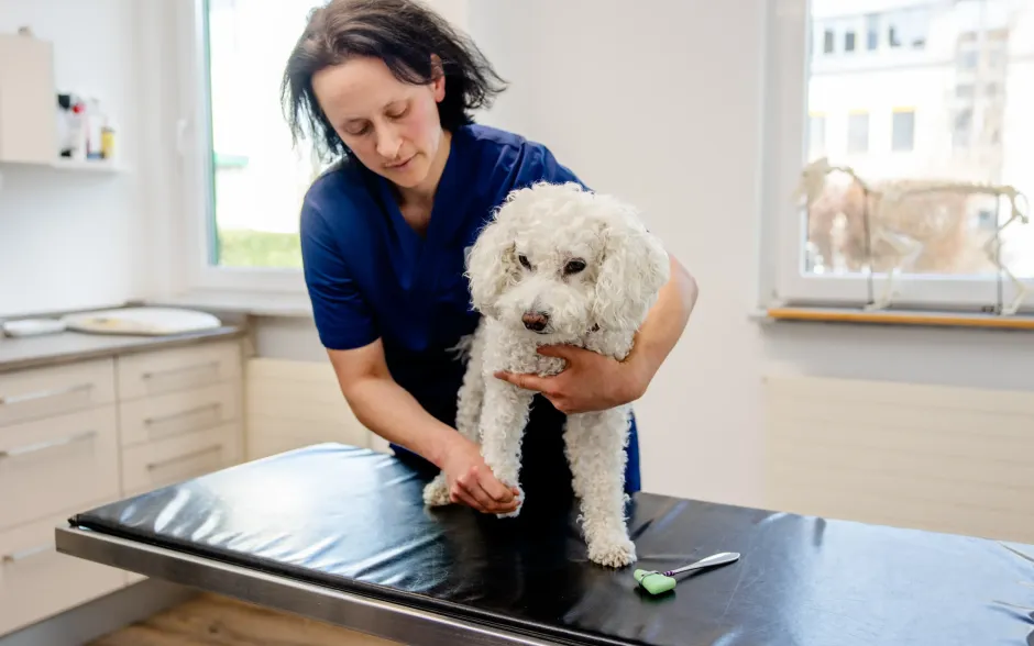 tierklinik-muechen-fta-neurologie