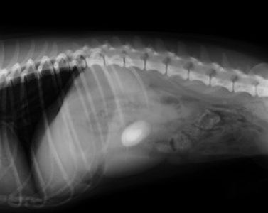 Fremdkörper im Darm eines Hundes (Stein)