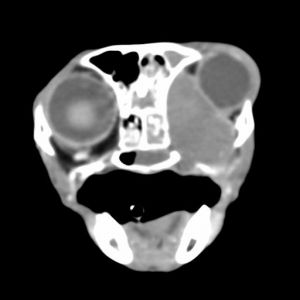 exophthalmus-katze