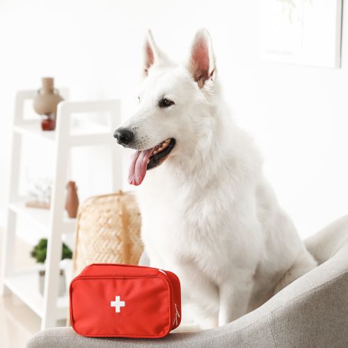 Cute white dog with first aid kit sitting on armchair at home