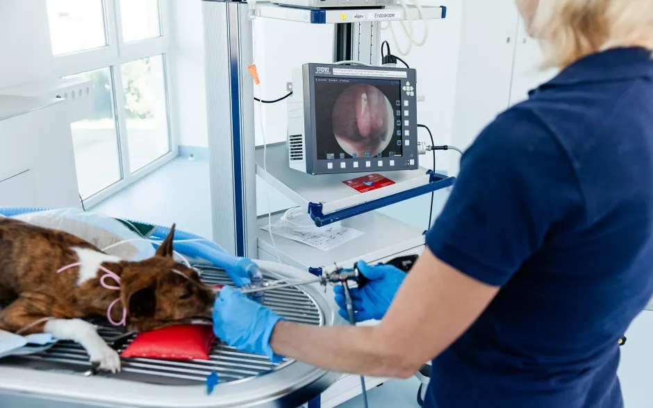 Stellenangebot Tierklinik München