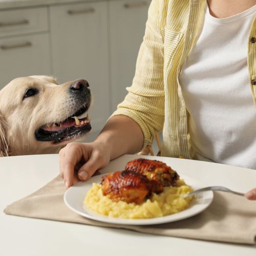 Cute dog begging for food while owner eating at table, closeup