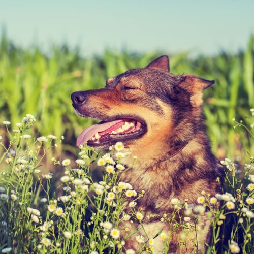 Dog on the meadow