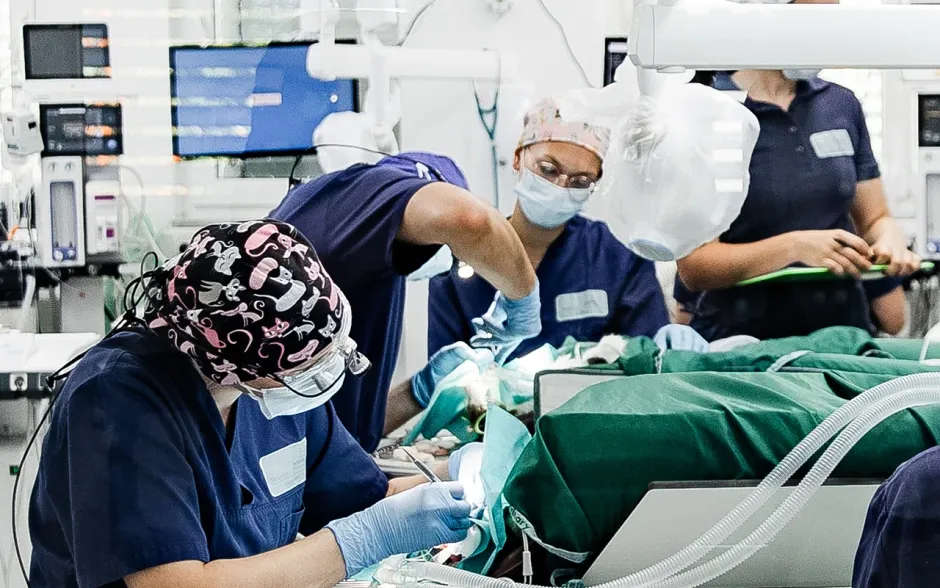 Stellenangebot Tierklinik München