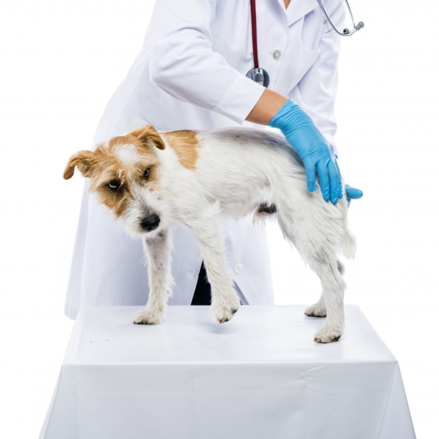 Female veterinarian examining parson russell terrier dog solated on white