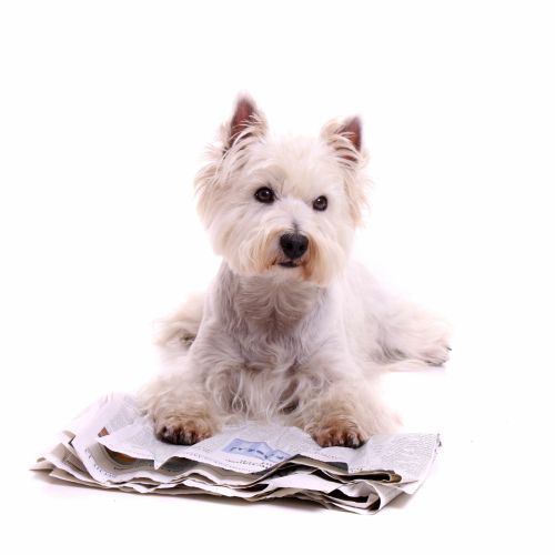 liegender Hund Westie mit Zeitung rechts schauend