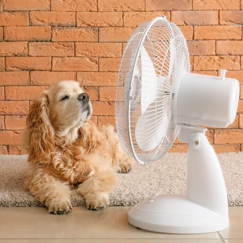 Cute dog and electric fan near brick wall