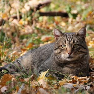 herbstgrasmilben