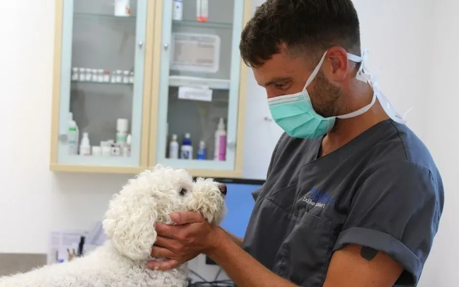 Stellenangebot Tierklinik München