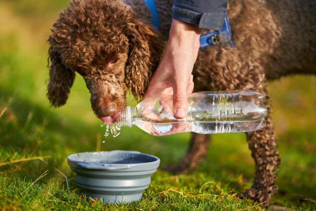 Autoreisen mit dem Hund - gut vorbereitet in den Urlaub