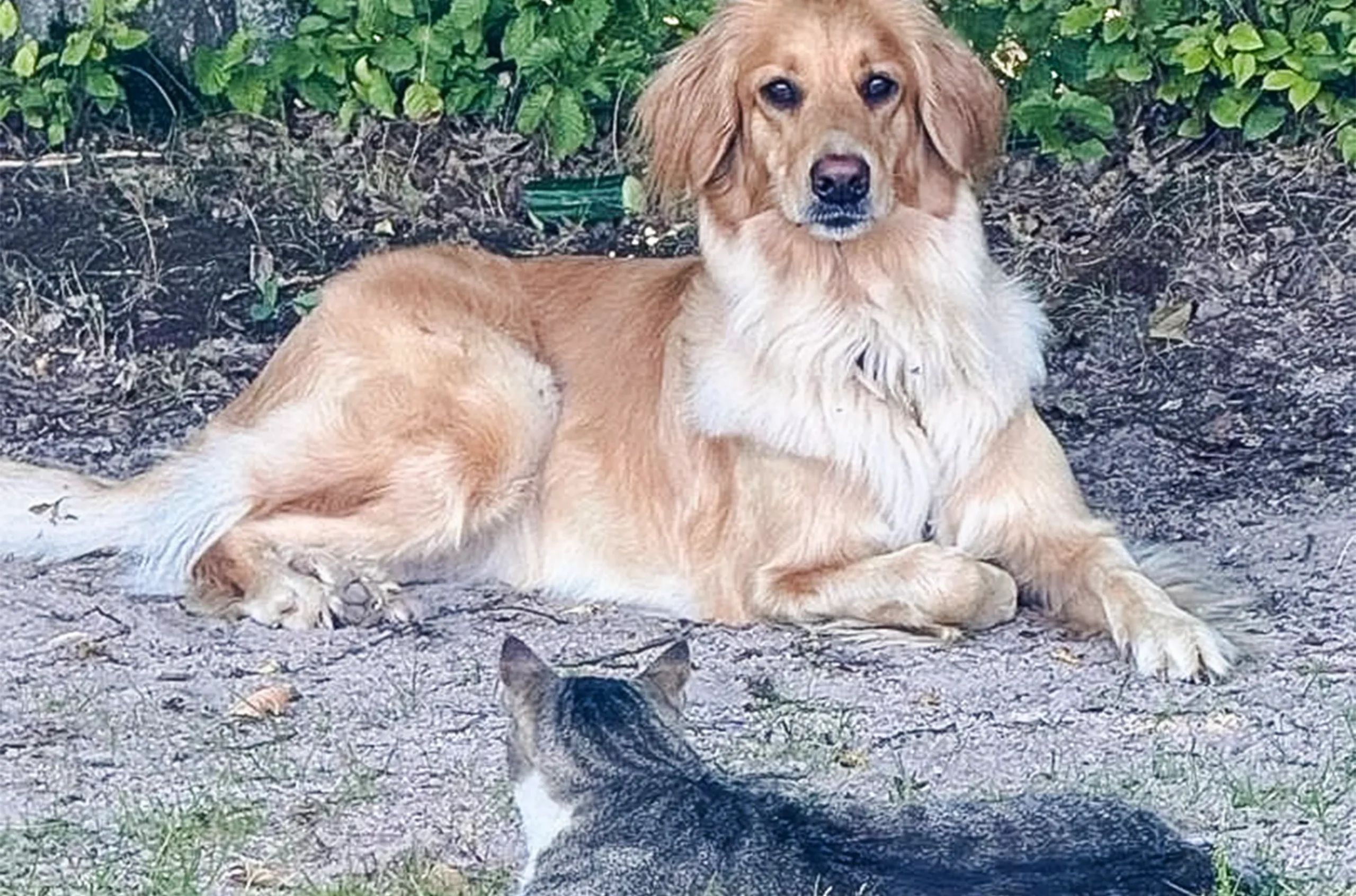 Dicker Labrador