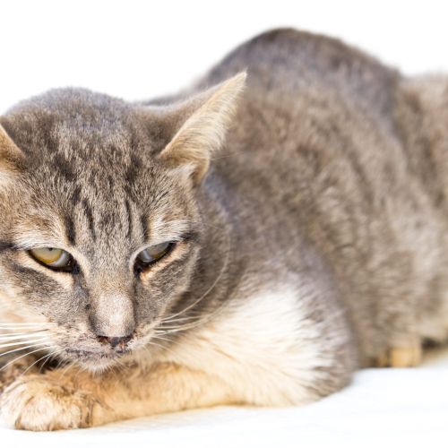 The cat sick as a Feline Calicivirus (FCV) and Feline Herpesvirus (FHV),Feline Parvovirus Enteritis on white background.