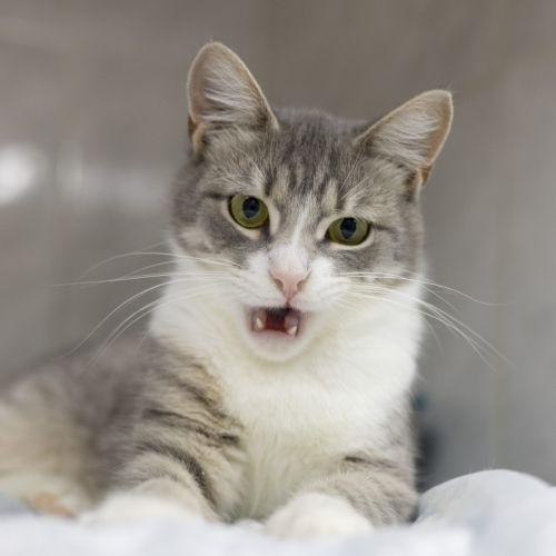 A cat lies on a white examination table in a veterinary clinic, meowing with his mouth open, showing his teeth and tongue, indicating possible discomfort. A cat at a veterinarian's appointment..